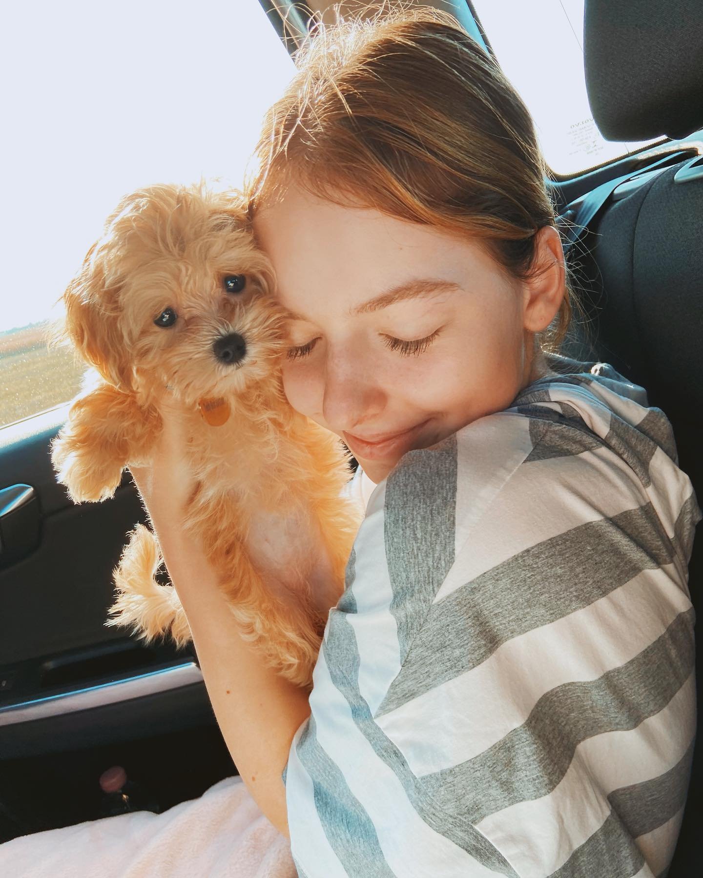 Teacup Maltipoo for sale near me