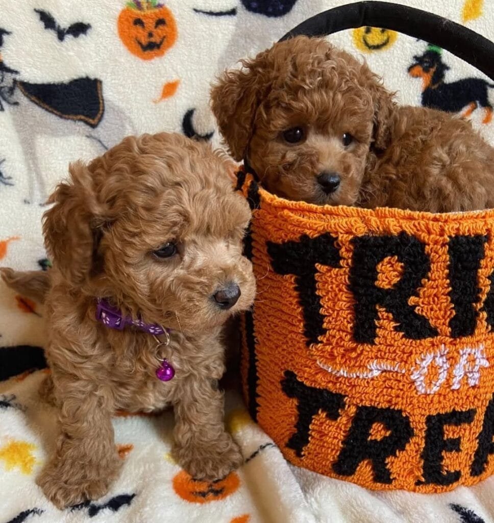 Maltipoo puppies for sale
